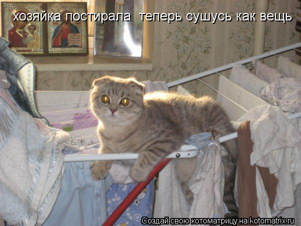 хозяйка постирала теперь сушусь как вещь... Котоматрица: хозяйка постирала теперь сушусь как вещь
