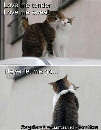 Love me tender Love me sweet Never let me go...... Котоматрица: Love me tender Love me sweet Never let me go...