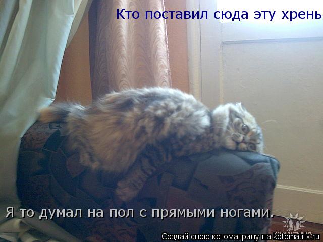 Кто поставил сюда эту хрень Я то думал на пол с прямыми ногами.... Котоматрица: Кто поставил сюда эту хрень Я то думал на пол с прямыми ногами.