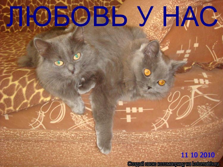 ЛЮБОВЬ У НАС... Котоматрица: ЛЮБОВЬ У НАС