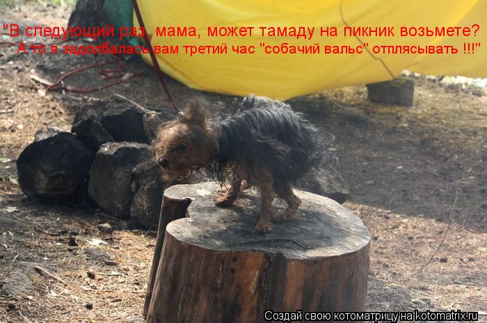"В следующий раз, мама, может тамаду на пикник возьмете? А то я задолбалась вам третий час "собачий в... Котоматрица: "В следующий раз, мама, может тамаду на пикник возьмете? А то я задолбалась вам третий час "собачий вальс" отплясывать !!!"