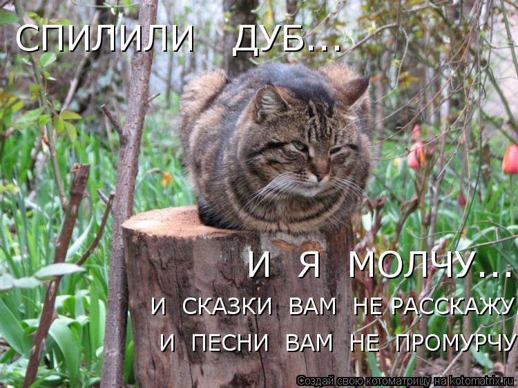 СПИЛИЛИ ДУБ... И Я МОЛЧУ..... И СКАЗКИ ВАМ НЕ РАССКАЖУ... И ПЕСНИ ВАМ НЕ ПРОМУРЧУ ...... Котоматрица: СПИЛИЛИ ДУБ... И Я МОЛЧУ..... И СКАЗКИ ВАМ НЕ РАССКАЖУ... И ПЕСНИ ВАМ НЕ ПРОМУРЧУ ...