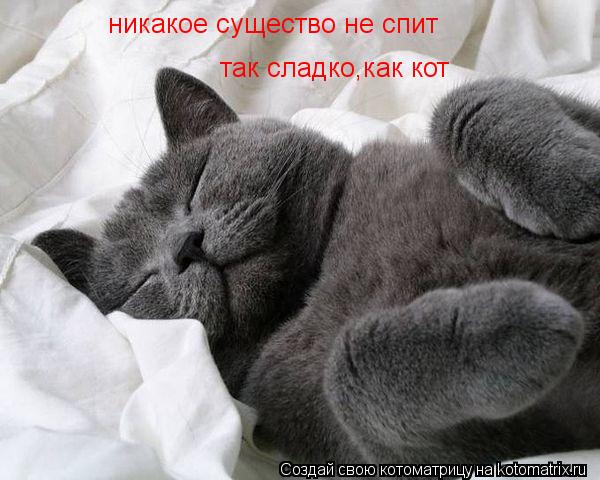 никакое существо не спит так сладко,как кот так сладко,как кот... Котоматрица: никакое существо не спит так сладко,как кот так сладко,как кот