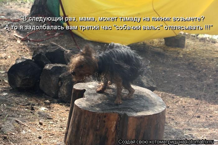 "В следующий раз, мама, может тамаду на пикник возьмете? А то я задолбалась вам третий час "собачий в... Котоматрица: "В следующий раз, мама, может тамаду на пикник возьмете? А то я задолбалась вам третий час "собачий вальс" отплясывать !!!"