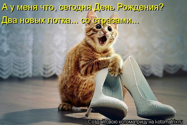 Котоматрица: А у меня что, сегодня День Рождения? Два новых лотка... со стразами...