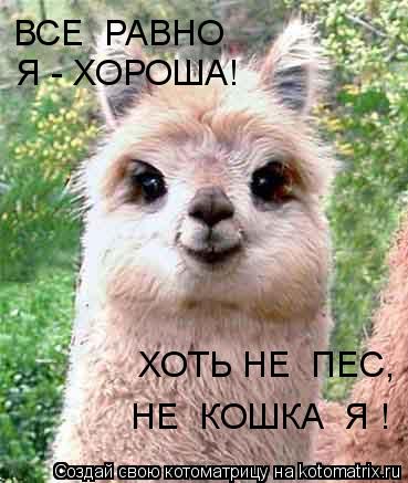 ВСЕ РАВНО Я - ХОРОША! ХОТЬ НЕ ПЕС, НЕ КОШКА Я !... Котоматрица: ВСЕ РАВНО Я - ХОРОША! ХОТЬ НЕ ПЕС, НЕ КОШКА Я !