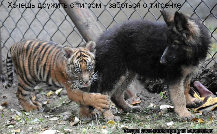 Хочешь дружить с тигром - заботься о тигренке.... Котоматрица: Хочешь дружить с тигром - заботься о тигренке.