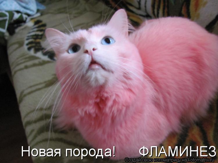 Новая порода! ФЛАМИНЕЗ!... Котоматрица: Новая порода! ФЛАМИНЕЗ!