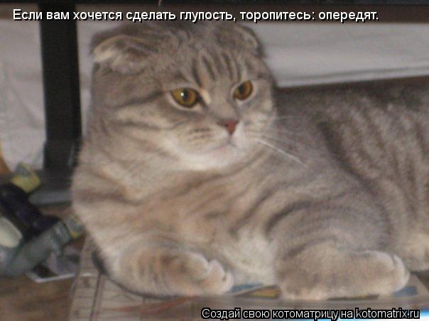 Если вам хочется сделать глупость, торопитесь: опередят.... Котоматрица: Если вам хочется сделать глупость, торопитесь: опередят.