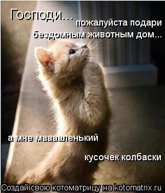 Господи... пожалуйста подари бездомным животным дом... а мне мааааленький кусочек колбаски... Котоматрица: Господи... пожалуйста подари бездомным животным дом... а мне мааааленький кусочек колбаски