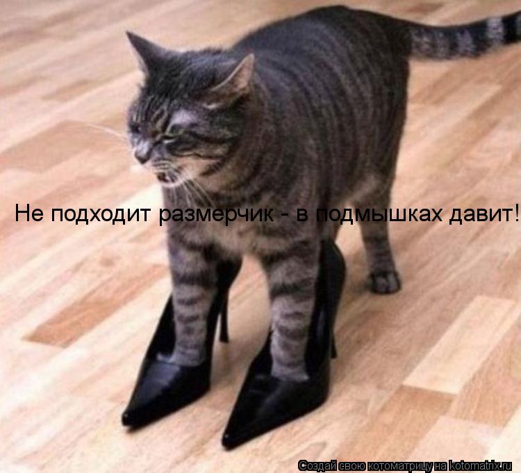 Не подходит размерчик - в подмышках давит!... Котоматрица: Не подходит размерчик - в подмышках давит!