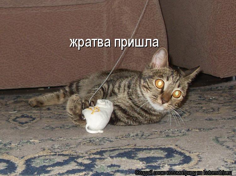 жратва пришла... Котоматрица: жратва пришла