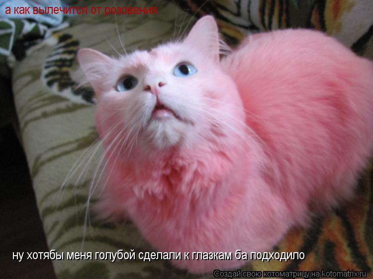 а как вылечится от розовения ну хотябы меня голубой сделали к глазкам ба подходило... Котоматрица: а как вылечится от розовения ну хотябы меня голубой сделали к глазкам ба подходило