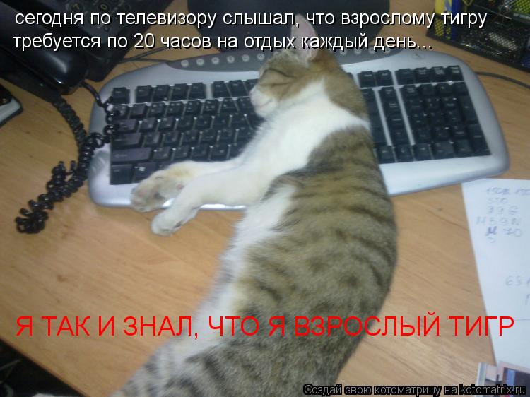 сегодня по телевизору слышал, что взрослому тигру требуется по 20 часов на отдых каждый день... Я ТАК... Котоматрица: сегодня по телевизору слышал, что взрослому тигру требуется по 20 часов на отдых каждый день... Я ТАК И ЗНАЛ, ЧТО Я ВЗРОСЛЫЙ ТИГР