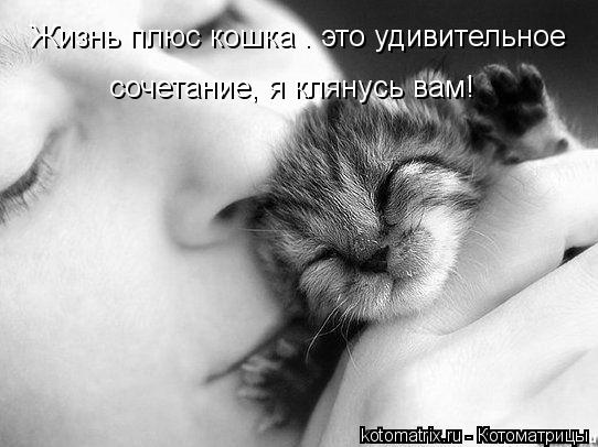 Жизнь плюс кошка — это удивительное сочетание, я клянусь вам!... Котоматрица: Жизнь плюс кошка — это удивительное сочетание, я клянусь вам!