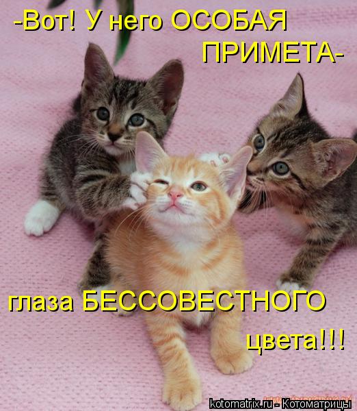 Котоматрица: -Вот! У него ОСОБАЯ  ПРИМЕТА- глаза БЕССОВЕСТНОГО цвета!!!