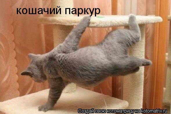 кошачий паркур... Котоматрица: кошачий паркур