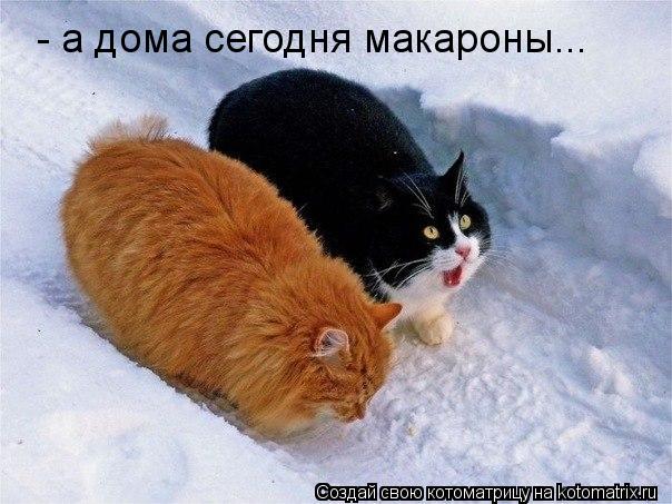 - а дома сегодня макароны...... Котоматрица: - а дома сегодня макароны...