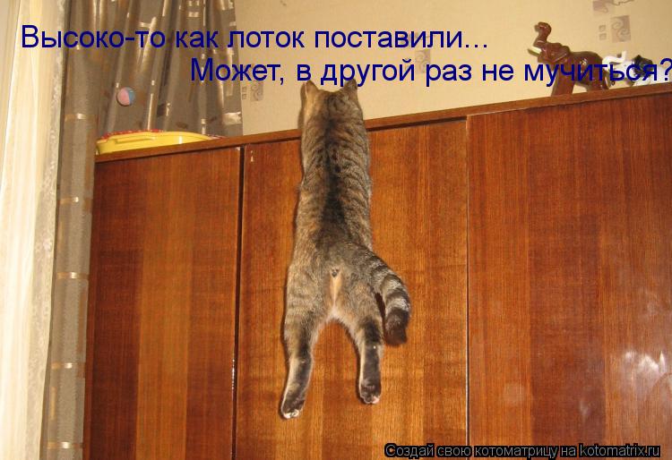 Высоко-то как лоток поставили... Может, в другой раз не мучиться?... Котоматрица: Высоко-то как лоток поставили... Может, в другой раз не мучиться?