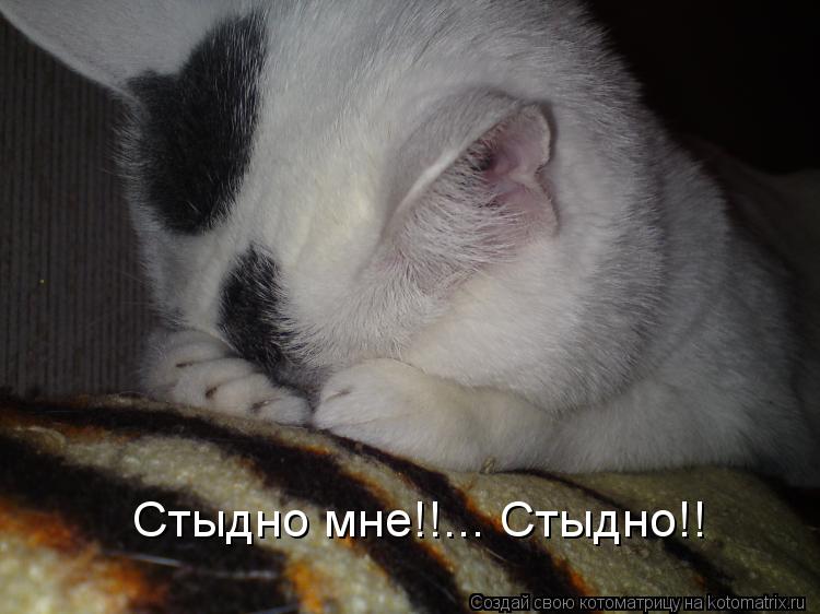 Стыдно мне!!... Стыдно!!... Котоматрица: Стыдно мне!!... Стыдно!!