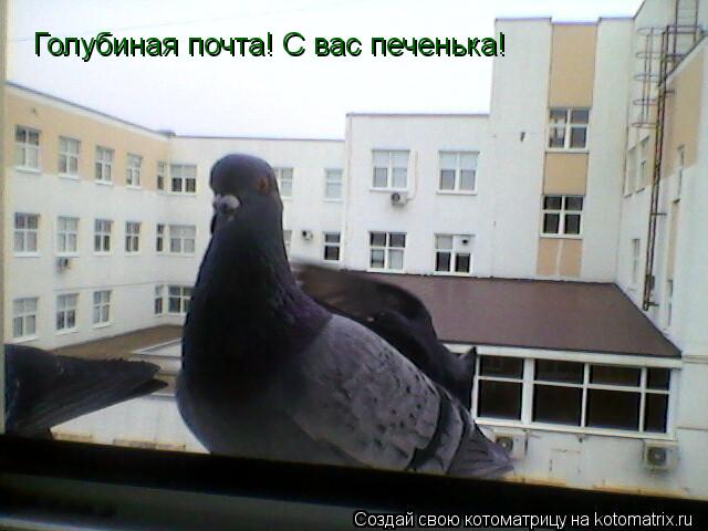 Голубиная почта! С вас печенька!... Котоматрица: Голубиная почта! С вас печенька!