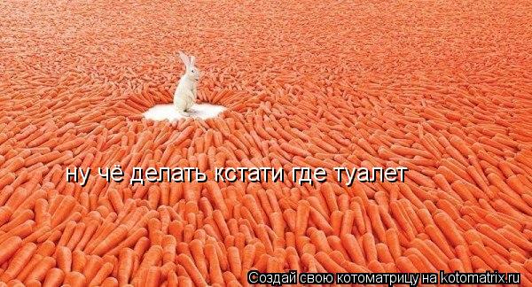 ну чё делать кстати где туалет... Котоматрица: ну чё делать кстати где туалет