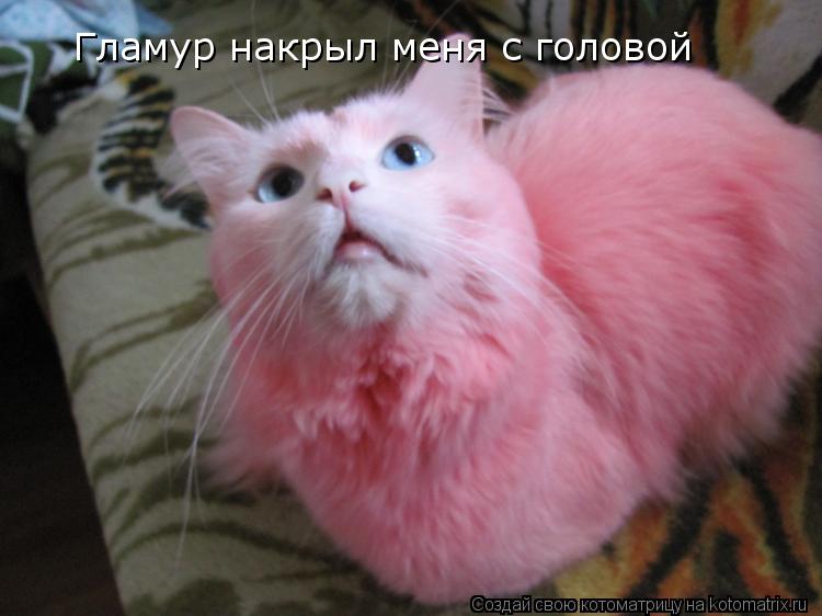 Гламур накрыл меня с головой... Котоматрица: Гламур накрыл меня с головой