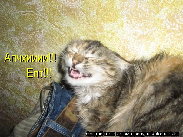 Апчхииии!!! Епт!!!... Котоматрица: Апчхииии!!! Епт!!!