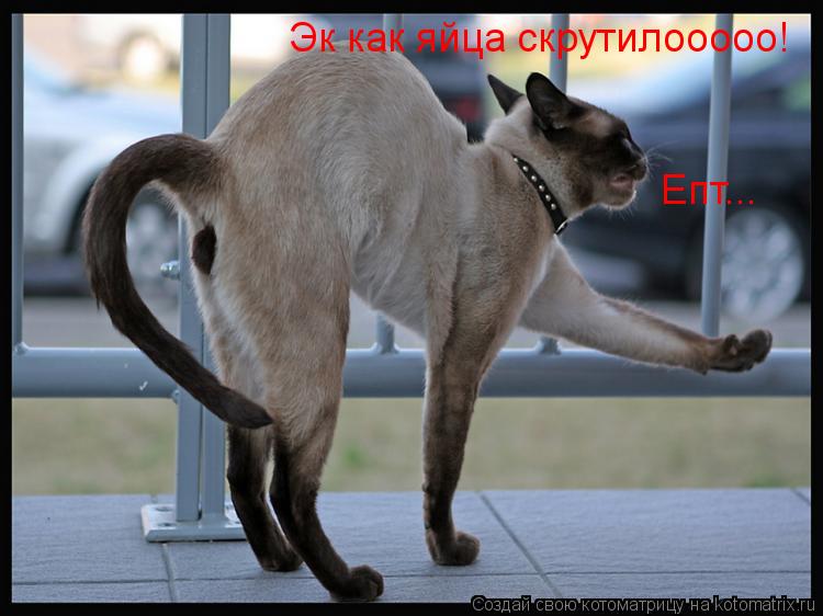 Эк как яйца скрутилооооо! Епт...... Котоматрица: Эк как яйца скрутилооооо! Епт...