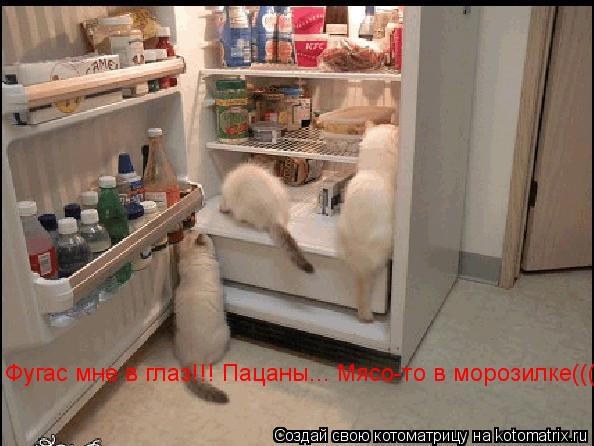 Фугас мне в глаз!!! Пацаны... Мясо-то в морозилке(((... Котоматрица: Фугас мне в глаз!!! Пацаны... Мясо-то в морозилке(((