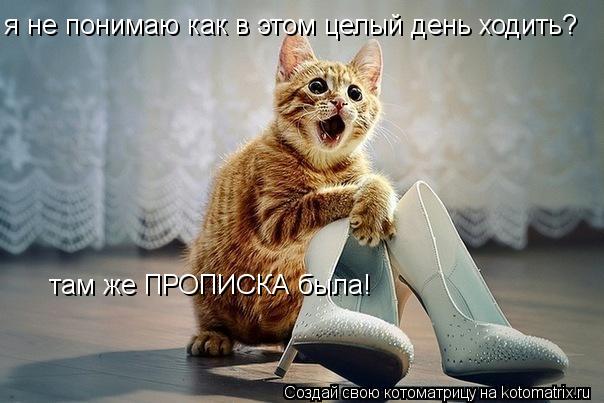 я не понимаю как в этом целый день ходить? там же ПРОПИСКА была!... Котоматрица: я не понимаю как в этом целый день ходить? там же ПРОПИСКА была!