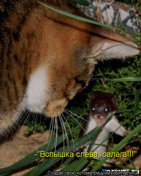 -"Вспышка слева, салага!!!"... Котоматрица: -"Вспышка слева, салага!!!"