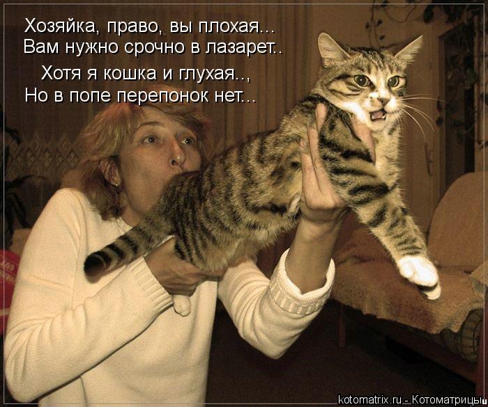 Хозяйка, право, вы плохая... Вам нужно срочно в лазарет.. Хотя я кошка и глухая.., Но в попе перепоно... Котоматрица: Хозяйка, право, вы плохая... Вам нужно срочно в лазарет.. Хотя я кошка и глухая.., Но в попе перепонок нет...