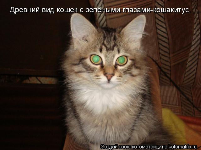 Древний вид кошек с зелёными глазами-кошакитус.... Котоматрица: Древний вид кошек с зелёными глазами-кошакитус.