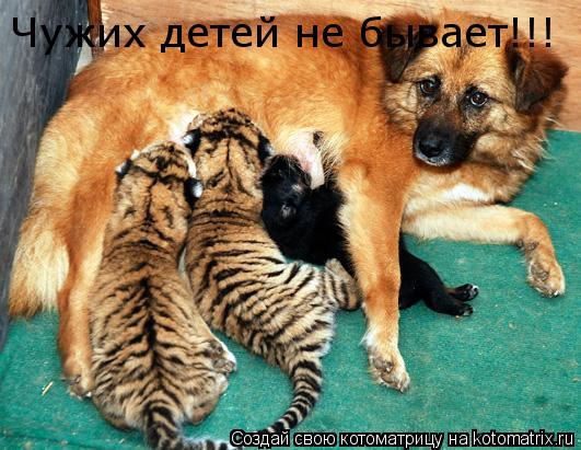 Чужих детей не бывает!!!... Котоматрица: Чужих детей не бывает!!!