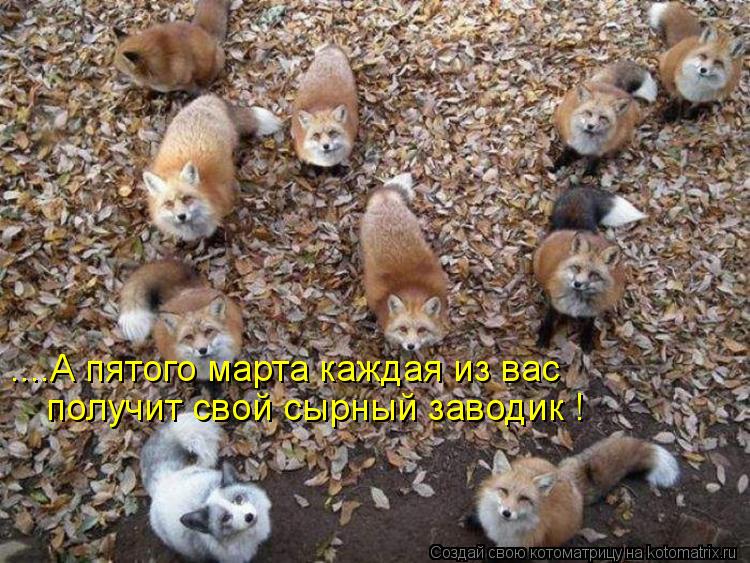 Котоматрица: ....А пятого марта каждая из вас  получит свой сырный заводик !