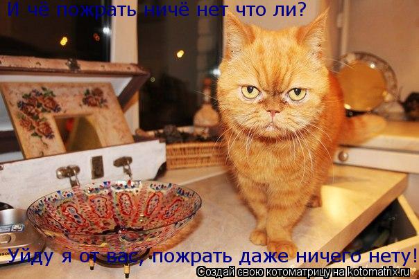 И чё пожрать ничё нет что ли? Уйду я от вас, пожрать даже ничего нету!... Котоматрица: И чё пожрать ничё нет что ли? Уйду я от вас, пожрать даже ничего нету!