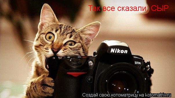Так все сказали: СЫР... Котоматрица: Так все сказали: СЫР