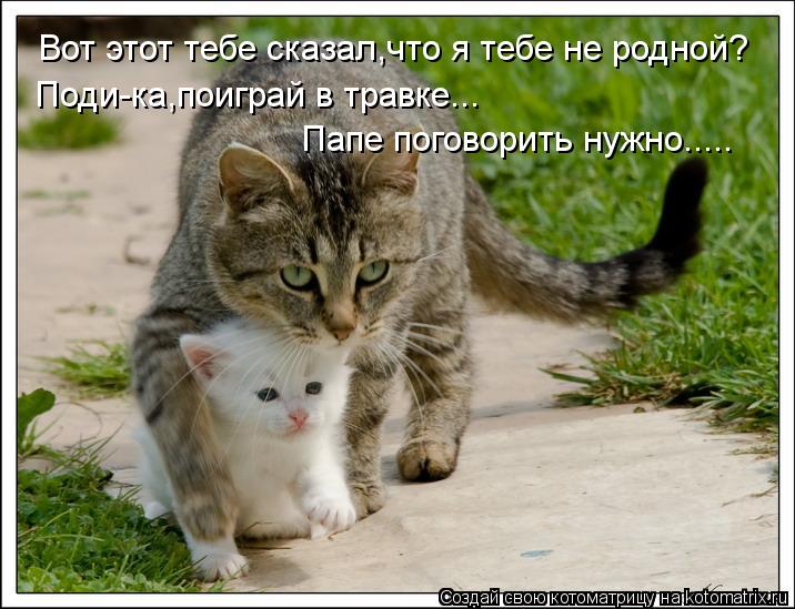 Котоматрица: Вот этот тебе сказал,что я тебе не родной? Поди-ка,поиграй в травке... Папе поговорить нужно.....