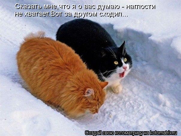 Сказать мне,что я о вас думаю - наглости не хватает.Вот за другом сходил...... Котоматрица: Сказать мне,что я о вас думаю - наглости не хватает.Вот за другом сходил...