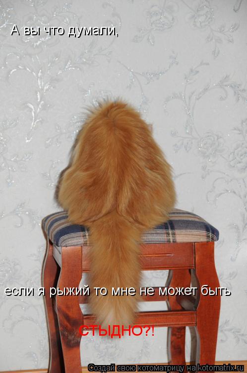 А вы что думали, если я рыжий то мне не может быть СТЫДНО?!... Котоматрица: А вы что думали, если я рыжий то мне не может быть СТЫДНО?!