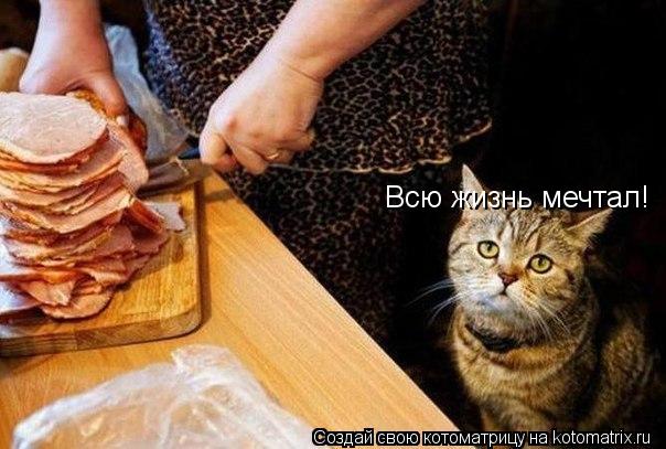 Котоматрица: Всю жизнь мечтал!