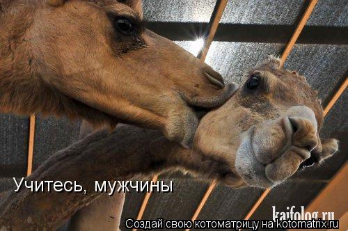 Котоматрица: Учитесь, мужчины