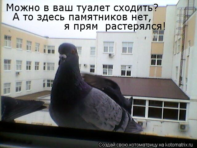 Котоматрица: Можно в ваш туалет сходить? А то здесь памятников нет,  я прям  растерялся!