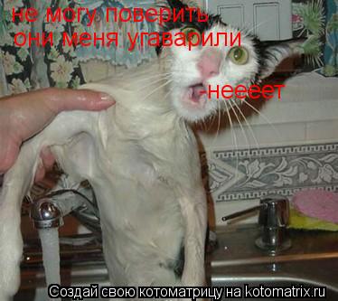 Котоматрица: не могу поверить  они меня угаварили -неееет