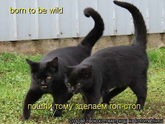 Котоматрица: born to be wild пошли тому зделаем гоп-стоп