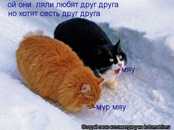 Котоматрица: ой они  ляли любят друг друга но хотят сесть друг друга -мяу -мур мяу