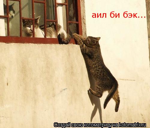 Котоматрица: аил би бэк...