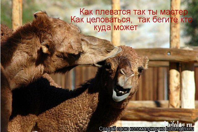 Котоматрица: Как плеватся так ты мастер Как целоваться,  так бегите кто куда может