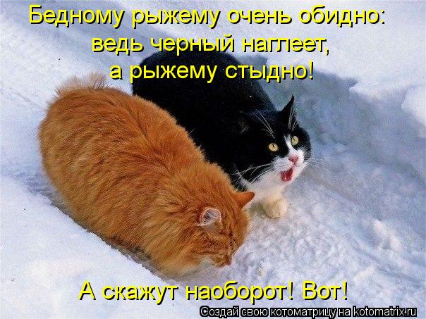 Котоматрица: ведь черный наглеет,  а рыжему стыдно! Бедному рыжему очень обидно: А скажут наоборот! Вот!